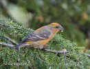 Red Crossbill