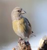 Red Crossbill