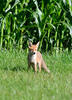 Red Fox
