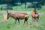 Red hartebeest Kama