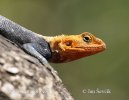 Red-headed Rock Agama