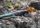 Red-headed Rock Agama