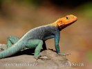 Red-headed Rock Agama