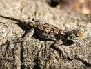 Red-headed Rock Agama