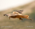 Red Kite