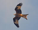 Red Kite