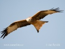 Red Kite