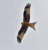 Red Kite