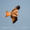 Red Kite