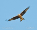 Red Kite