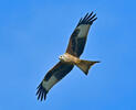 Red Kite