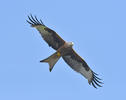 Red Kite