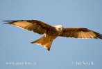 Red Kite