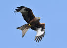 Red Kite