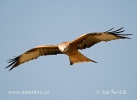 Red Kite