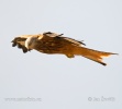 Red Kite