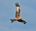 Red Kite