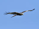 Red Kite