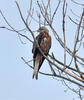 Red Kite