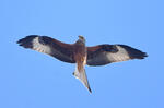 Red Kite