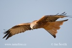 Red Kite