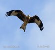 Red Kite