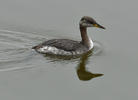 Red-necked Grebe