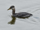 Red-necked Grebe