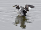 Red-necked Grebe