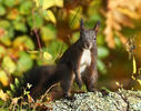 Red Squirrel