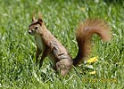 Red Squirrel