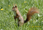 Red Squirrel