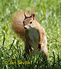 Red Squirrel