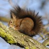 Red Squirrel