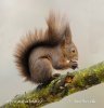 Red Squirrel