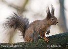 Red Squirrel