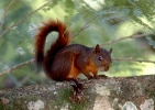 Red-tailed Squirrel