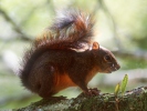 Red-tailed Squirrel