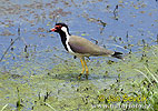 Red-wattled Lapwing