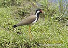 Red-wattled Lapwing