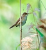 Reed Warbler