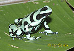 reen Poison Dart Frog Black