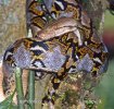 Reticulated Python