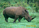 Rhinocéros blanc