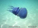 Rhizostome Jellyfish
