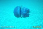 Rhizostome Jellyfish