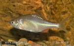 Rhodeus sericeus amarus