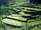 rice field