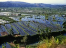 rice field