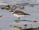 Ringed Plover